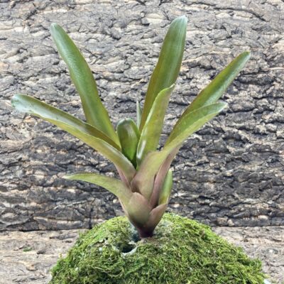 Mini Neoregelia Bromeliad Powerball