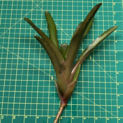 Mini Neoregelia Bromeliad Powerball size