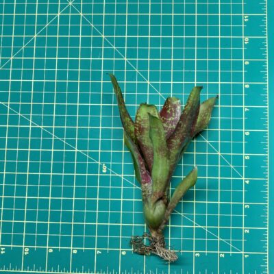 Mini Neoregelia Bromeliad - Punini size