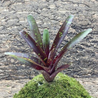 Mini Neoregelia Bromeliad Royal Burgundy x Fireball