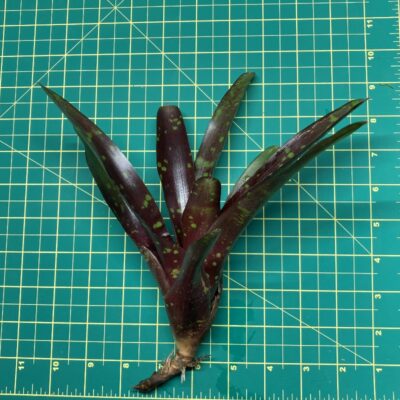 Mini Neoregelia Bromeliad Royal Burgundy x Fireball size