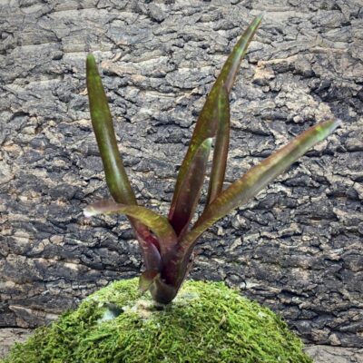Mini Neoregelia Bromeliad - Sarah Head