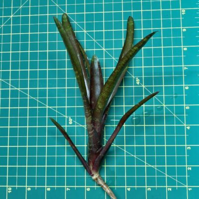 Mini Neoregelia Bromeliad - Sarah Head Size