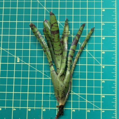 Mini Neoregelia Bromeliad - Scallywag size