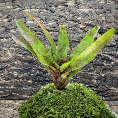 Mini Neoregelia Bromeliad Winnie The Pooh
