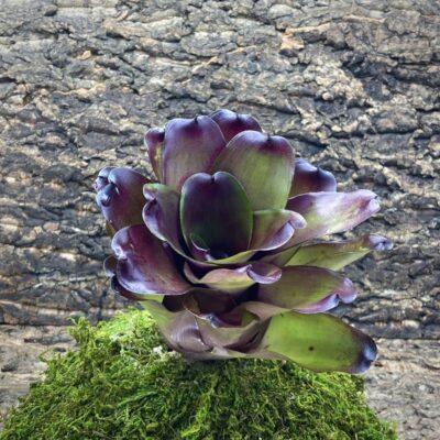 Neoregelia Bromeliad - Andy Ann