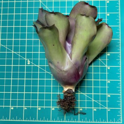 Neoregelia Bromeliad - Andy Ann size