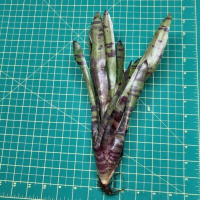 Neoregelia Bromeliad - Blueberry Tiger size
