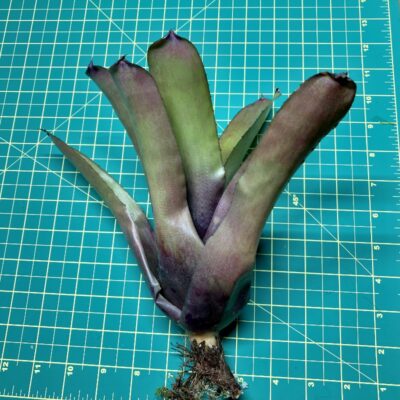 Neoregelia Bromeliad - Fireball x Spines size