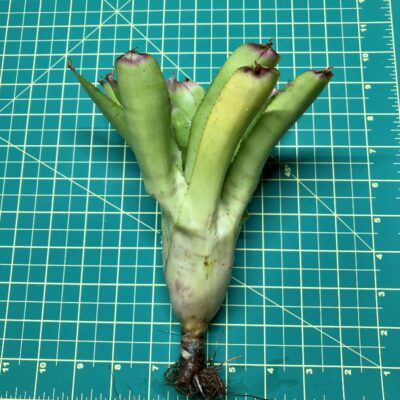 Neoregelia Bromeliad - Green Hornet size