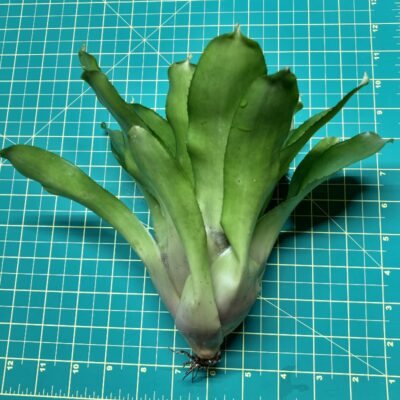 Neoregelia Bromeliad - Heart of Fire size