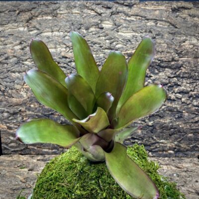 Neoregelia Bromeliad - Kathleen x Fireball (2)