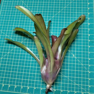 Neoregelia Bromeliad - Kathleen x Fireball size