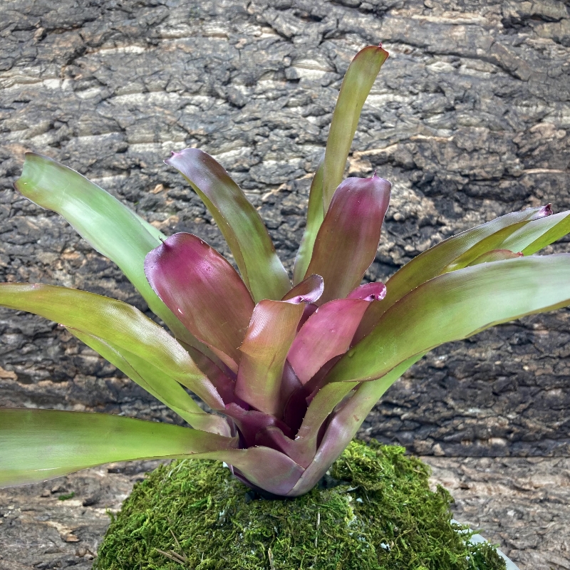 Neoregelia Bromeliad - Kathleen x Fireball