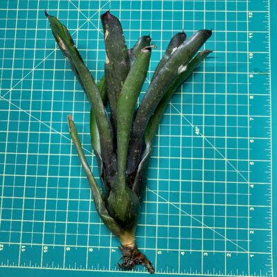 Neoregelia Bromeliad - Klingon size