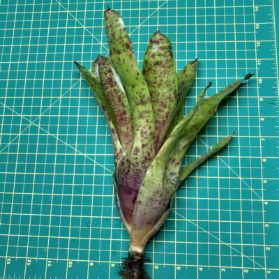 Neoregelia Bromeliad - Olens x Cheers size
