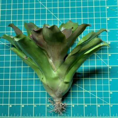 Neoregelia Bromeliad - Puppy Love size