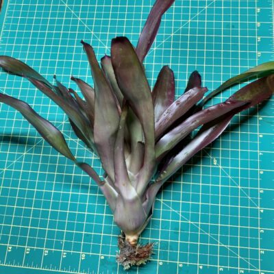 Neoregelia Bromeliad - Renata size