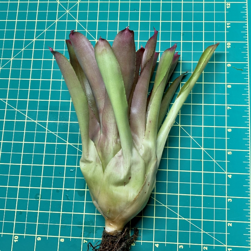 Neoregelia Bromeliad - San Francisco x Ampullacea size