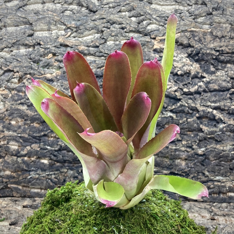 Neoregelia Bromeliad - San Francisco x Ampullacea