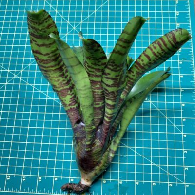 Neoregelia Bromeliad - Screaming Tiger x Chubby size
