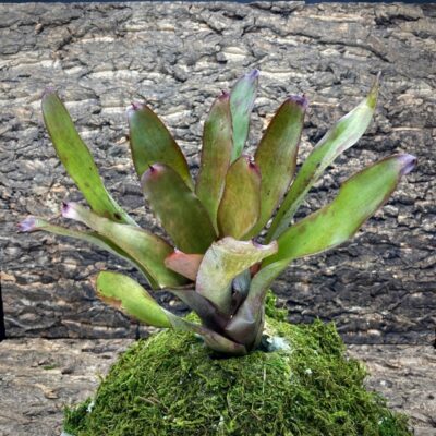 Neoregelia Bromeliad - Strawberry Sundae