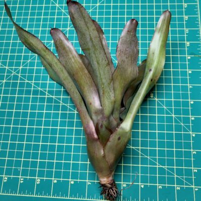 Neoregelia Bromeliad - Strawberry Sundae size