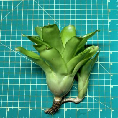 Neoregelia Bromeliad - Tabula Rasa size