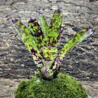 Neoregelia Bromeliad - Wine and Gold