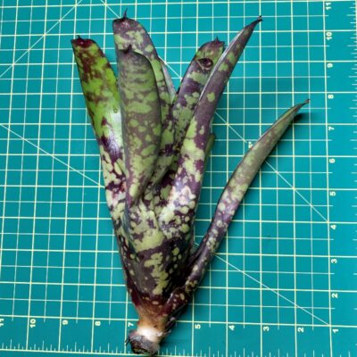 Neoregelia Bromeliad - Wine and Gold size