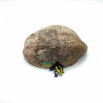 Reptiscape Half Coconut Hide Out with Husk with Dart Frog 1