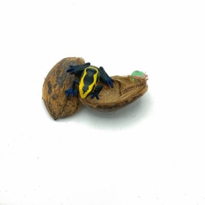 Reptiscape Betel Seed Pod with Dart Frog 1