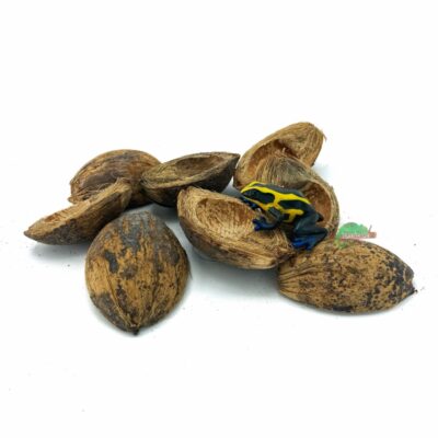 Reptiscape Betel husk Seed Pods for Terrariums