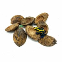 Reptiscape Betel husk Seed Pods with Dart Frog