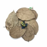 Reptiscape Black Pepper Leaves with Dart Frog