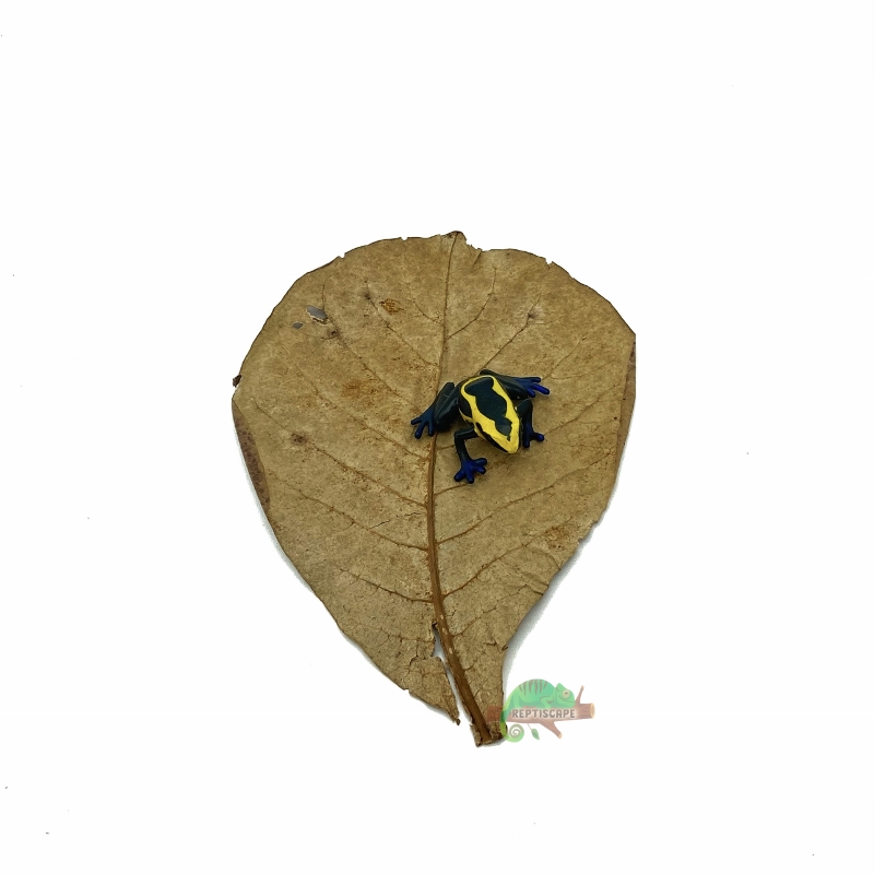 Reptiscape Catappa Large Leaf with Dart Frog 1