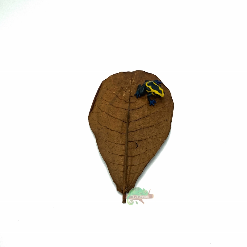 Reptiscape Catappa Small Leaf with Dart Frog