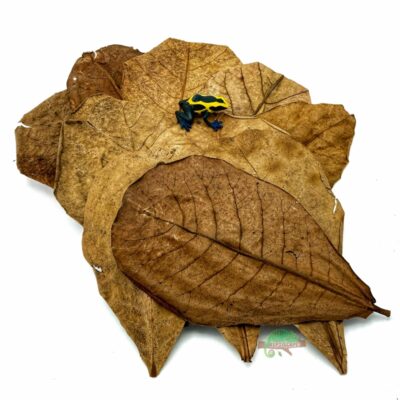 Reptiscape Catappa Small Leaves with Dart Frog