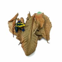 Reptiscape Guava Leaves with Dart Frog