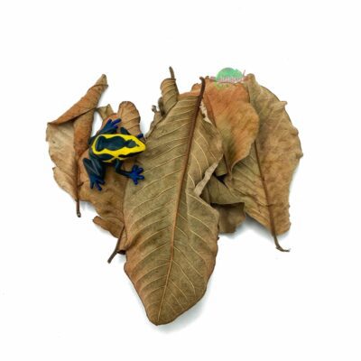 Reptiscape Guava Leaves with Dart Frog