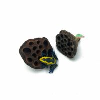 Reptiscape Lotus Pods with Dart Frog
