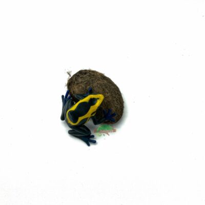 Reptiscape Mango Seed Pod with Dart Frog