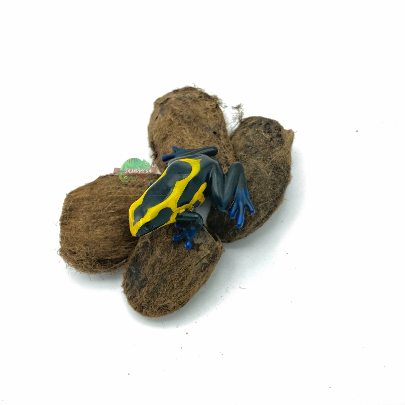 Reptiscape Mango Seed Pods with Dart Frog