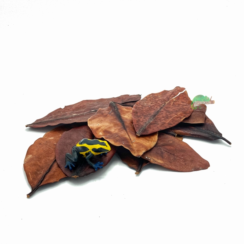 Reptiscape Mangrove Leaves mix pack with Dart Frog