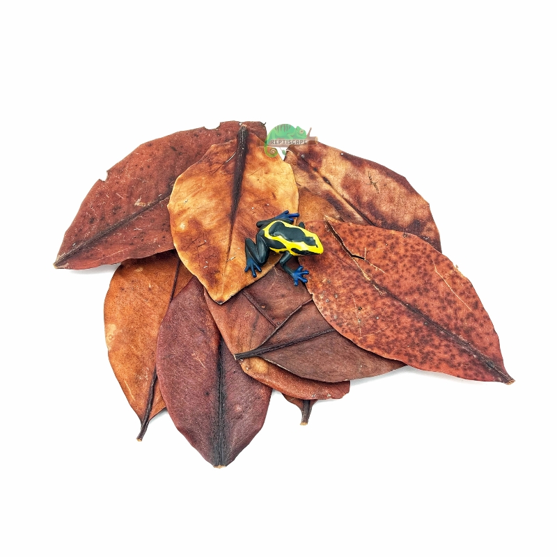 Reptiscape Mangrove Leaves with Dart Frog