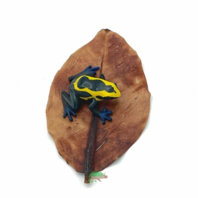 Reptiscape Mangrove leaf with Dart Frog
