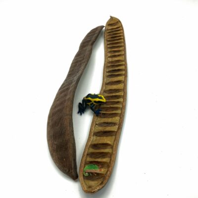 Reptiscape Royal Flame Tree Seed Pods for terrariums