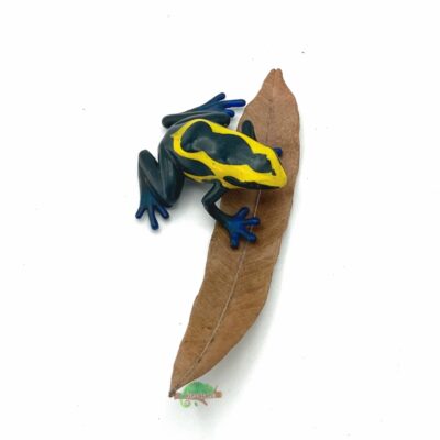 Reptiscape Thika Palm Leaf with Dart Frog