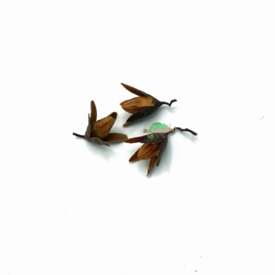Reptiscape Toona Flower Seed Pod