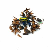 Reptiscape Toona Flower Seed Pods with Dart Frog